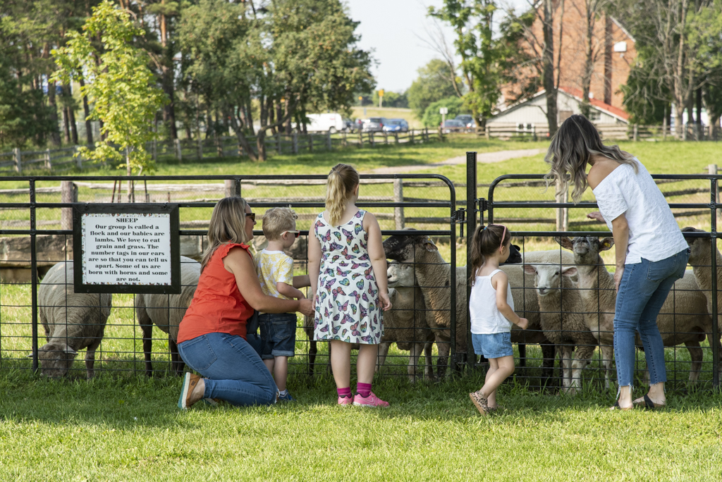 family with sheep at Chappell Farms