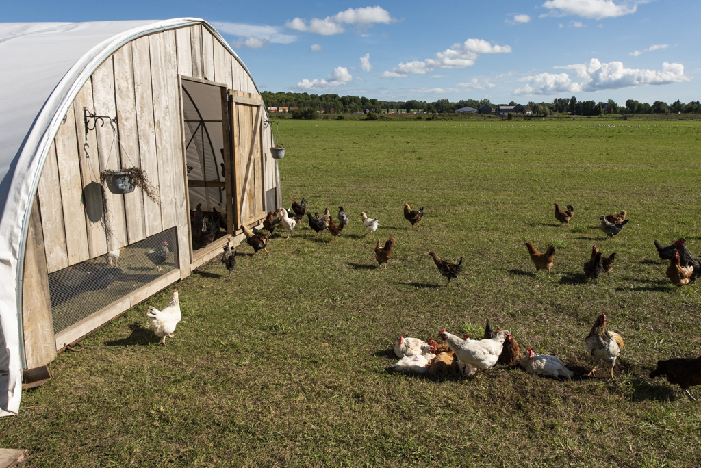 Integrated Farms chickens in field