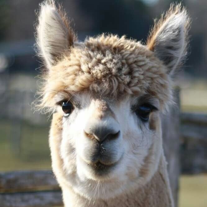 Davidson Estate Alpacas