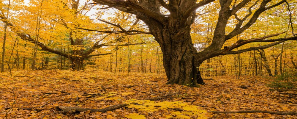 David Kennedy: Tourism Ambassador & Friend of the Forest